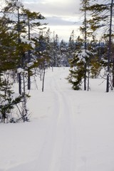 Traces in the snow, Idre in Sweden
