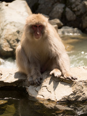 Monos en la reserva de Jigokudani, Yudanaka, Nagano