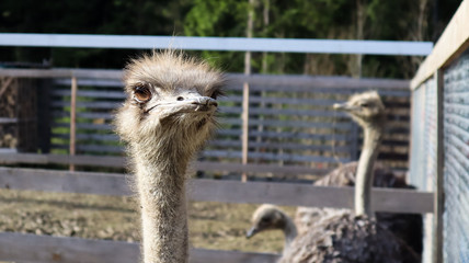 portrait of an ostrich