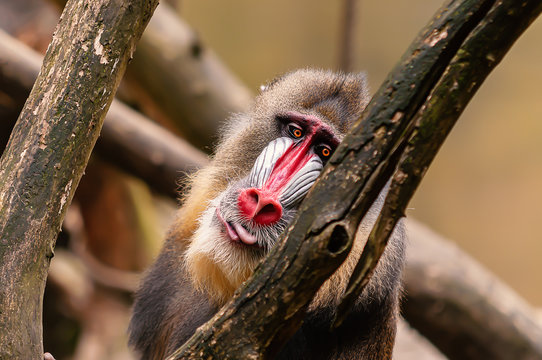 Mandrill ganz nachdenklich