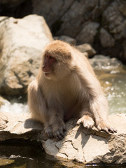Monos en la reserva de Jigokudani, Yudanaka, Nagano