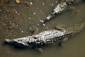 Alligator in water