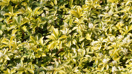 Pachysandra terminalis | Pachyssandre du Japon, une plante à fleurs originaire du Japon aux petites fleurs blanches en grappes et au feuilles vert luisante