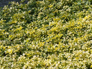 Pachysandra terminalis | Pachyssandre du Japon, une plante à fleurs originaire du Japon aux petites fleurs blanches en grappes et au feuilles vert luisante