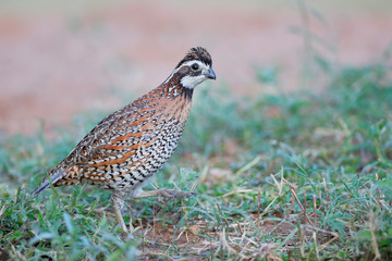 Northern Bobwhite (Colinus virginianus) male, South Texas, USA