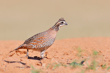 Northern Bobwhite (Colinus virginianus) male, South Texas, USA