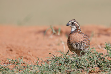 Northern Bobwhite (Colinus virginianus) male, South Texas, USA