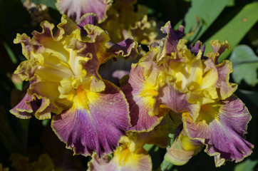 Iris cock with a lilac shade in our city garden