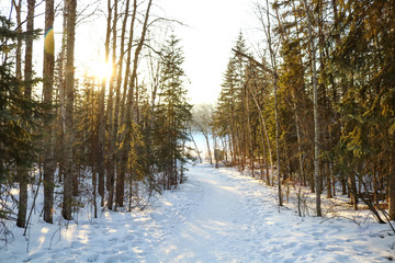 sunlight through trees in winter