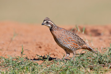 Northern Bobwhite (Colinus virginianus) male, South Texas, USA