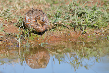 Northern Bobwhite (Colinus virginianus) female, South Texas, USA