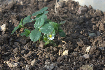 plantation de fraisier dans le jardin potager