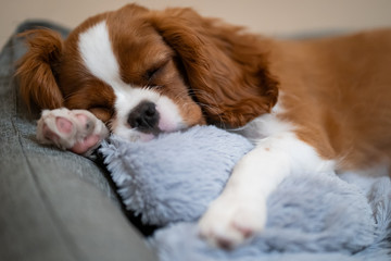 Sweet baby KING CHARLES SPANIEL