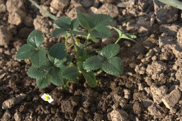 plantation de fraisier dans le jardin potager
