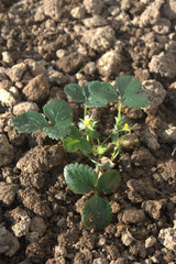 plantation de fraisier dans le jardin potager