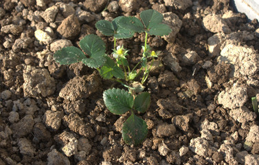 plantation de fraisier dans le jardin potager