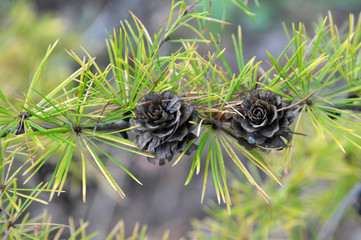 Green branch of larch