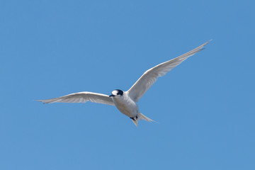White-fronted Tern in Australasia