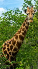 giraffe