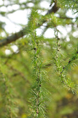Green branch of larch