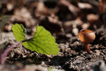 Amazing little mushroom - Dumontinia tuberosa. Parasites on the anemone rhizomes.
