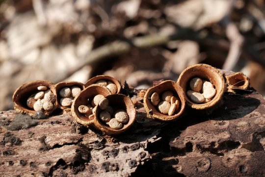 Amazing little mushrooms, like cup with pebbles - Crucibulum laeve