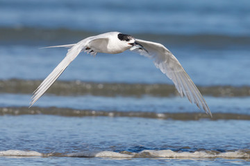 White-fronted Tern in Australasia