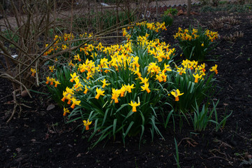 Clump of yellow daffodils