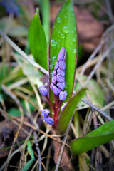 This is a photo of rare flowers from the Red Book. Spring and first summer flowers in the natural environment. Environmental Protection