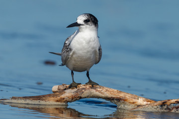 White-fronted Tern in Australasia