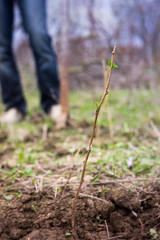 Planting raspberry twigs for spring fruit bushes