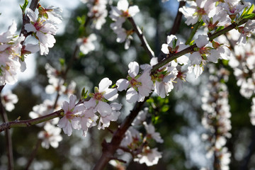 Branch of almond flowers in back light