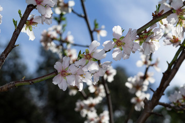 Branch of almond flowers in backlight