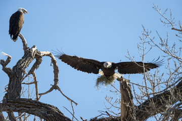 Eagle Pair in Nest