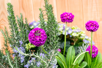 Primrose balls Primula globular of bright pink magenta color in spring floral arrangement with blooming rosemary and hydrangea on a rustic wooden background. Spring festive Easter Provence bouquet.