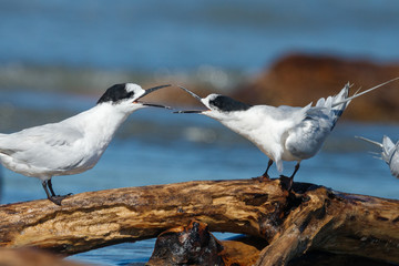 White-fronted Tern in Australasia