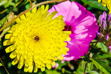 bright flowers