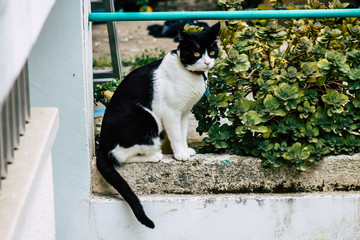 Cat from Cyprus