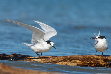 White-fronted Tern in Australasia