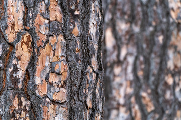 Sunset Through The Forest
