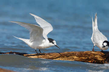 White-fronted Tern in Australasia
