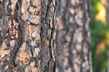 Sunset Through The Forest