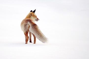 Wild fox in winter natural habitat