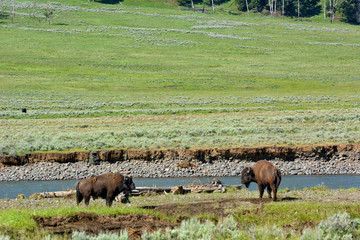 Bison grazing in Lamar Valley, Yellowstone National Park.