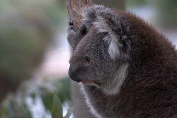 Close up of koala at Yanchep National Park in Western Australia