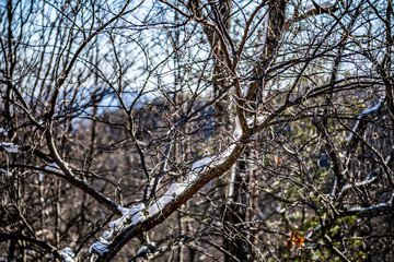 trees in winter with snow