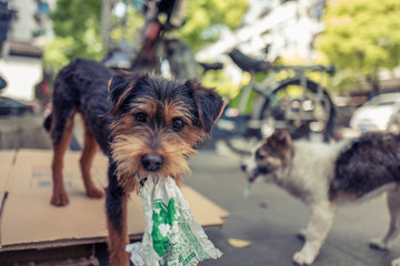 Street dog in Shanghai