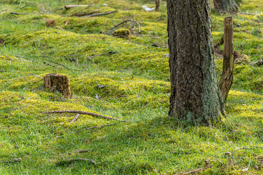 Grüner Waldboden mit Baumstamm und Stumpf