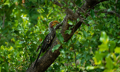 The Hornbill sees All