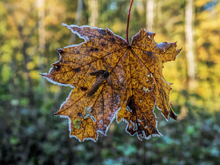 Nahaufnahme Blatt Ahorn